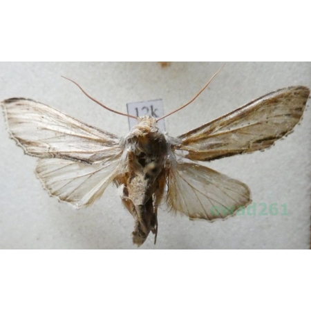 Cucullia lychnitis (Rambur, 1833) Kapturnica firletówka Slovakia12k